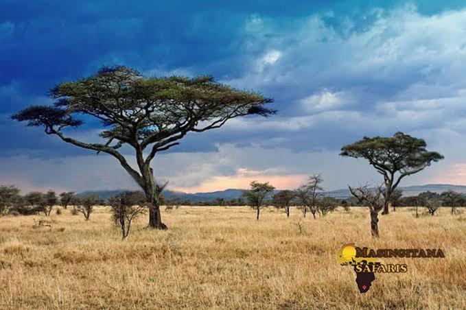 Mzsingitana Tented Camp フッドスプルイト エクステリア 写真