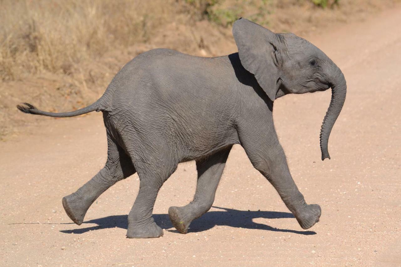 Mzsingitana Tented Camp フッドスプルイト エクステリア 写真