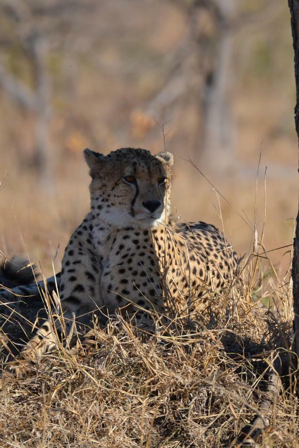 Mzsingitana Tented Camp フッドスプルイト エクステリア 写真