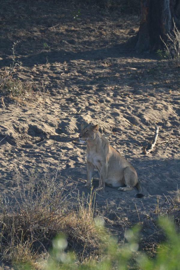 Mzsingitana Tented Camp フッドスプルイト エクステリア 写真