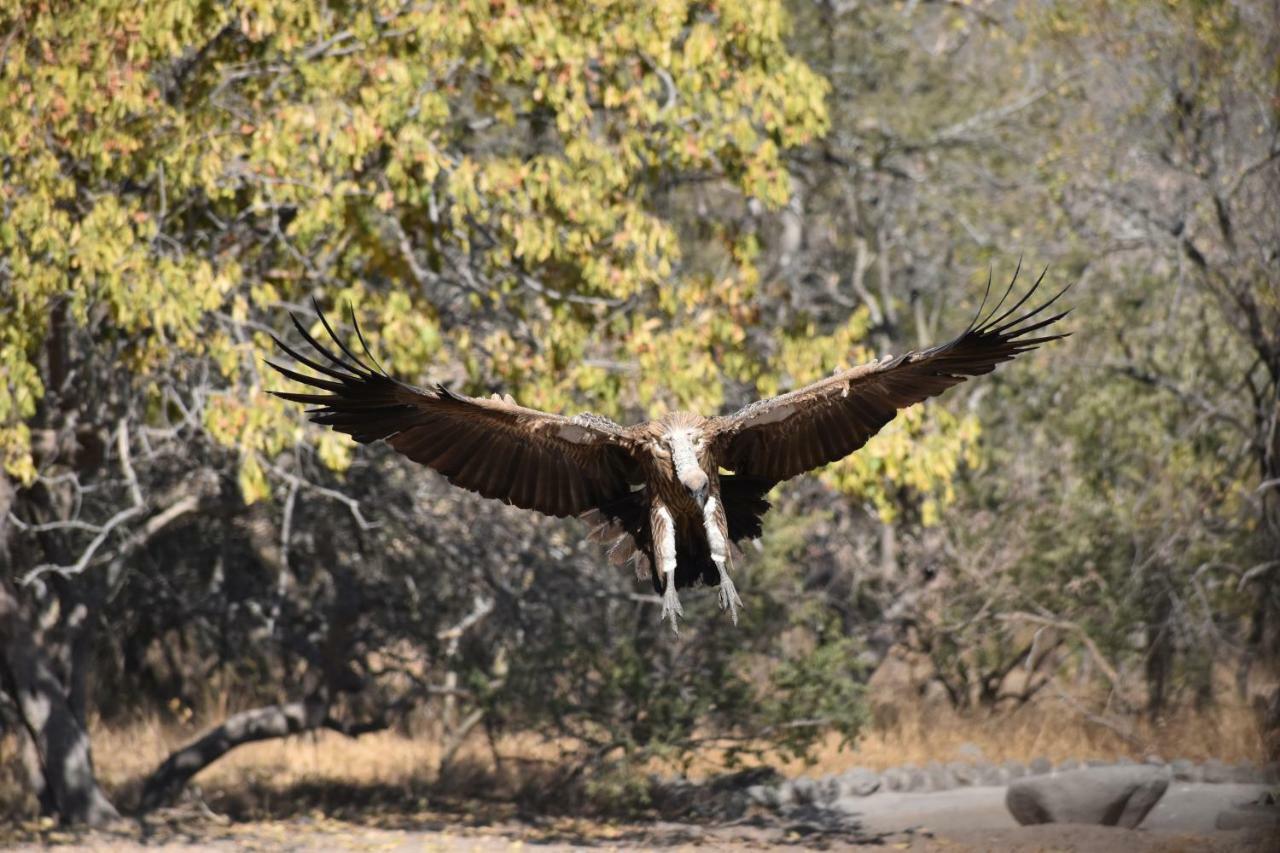 Mzsingitana Tented Camp フッドスプルイト エクステリア 写真
