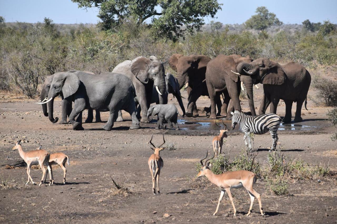 Mzsingitana Tented Camp フッドスプルイト エクステリア 写真